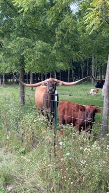 Pankow Bull