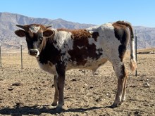 LR Anatasia Calf