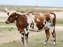 LM TEXANA BUCKLE BUNNY