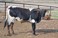 Butterfly's 2014 bull
