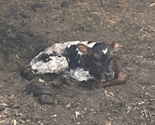 Butterscotch Heifer