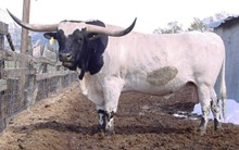 C.B. Blue Chip