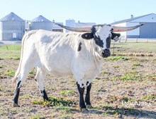 23LF Rural Royalty