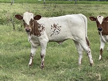 Higher Ground x Tantrum heifer