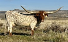 CR Sloan Ranger