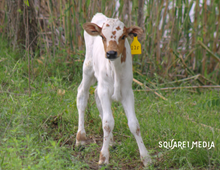 AML TESSA’S ACE X M7 CLASSY LEIGH