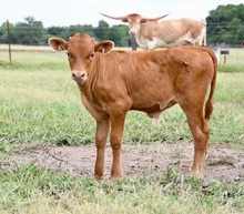BULL- DUNN BRAVO CELEBRITY X COWBOY CHEX