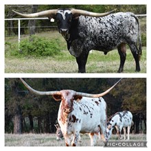 REBRL HR x BL Rio Chick embryo