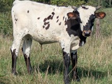 CALL GIRL BULL