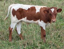 BUSINESS X CASHIN BULL