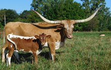 COCHISE X CASINO HEIFER