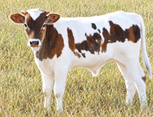 MARLBORO MA N X 20 CASANOVA WHIPS bull