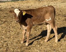 Daisy 26 bull