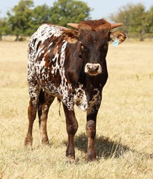20 Gauge x Cinn Mist Bull Calf
