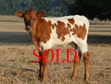 COWBOY CHEX X CK DIXIE NICOLE BULL CALF