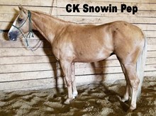 CK SNOWIN PEP