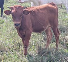COCHISE X RASBERRY BULL