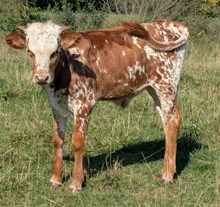 COCHISE X SUGAR BULL