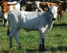 COCHISE X 806 HEIFER