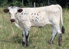 COCHISE X FANCY HEIFER