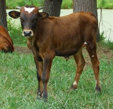 COCHISE X REBEL JEANS BULL
