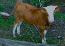 COCHISE X SUSIE BULL