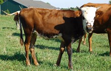 CONCEALED SPOTS HEIFER