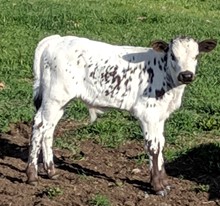 JHCC Bull 5