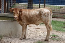 DAISY DUKE 25
