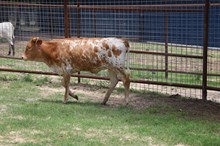 CONFETTI/POWERWAGON HEIFER 6914