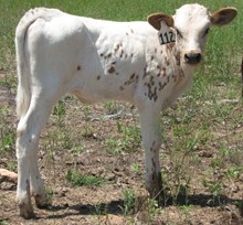 RFR COUNTRY STAR