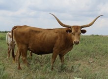 COWBOYS PEARL