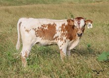 BR Cracker Jack X CR Bodacious Becca