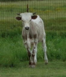 RDH CREEDE