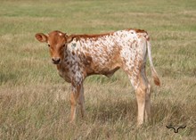 BR Jungle Jim X CR Pacific Zeta