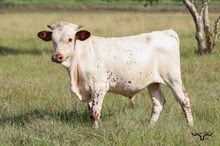CR Sweet Action Bull