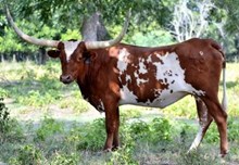Hill Country Gold
