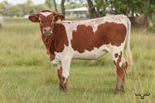Cadillac Hopes Heifer 2026