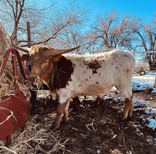 Calf 07