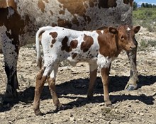 DCL Cali Heifer 26