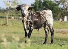 California Sky Bull Calf