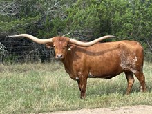 CAPITAL MOONER