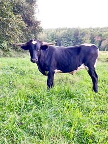 Dirty Blue Saddle X KCCI Lucky Carolina Girl