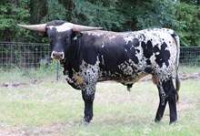 HL Elite Cattleman