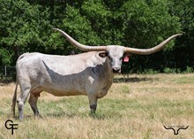 RJF Cha-Ching Cowgirl - Tag 932