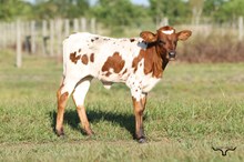 Charlie's Angel Heifer 2026