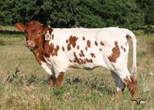 BR Cracker Jack X BL Cheeta