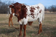 HC Cherokee Queen