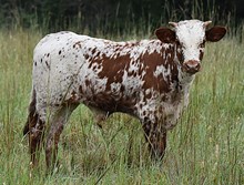 ALLENS TOP CHERRY 345 X TCR THE KANSAN TAG 619