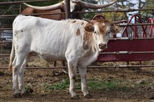 CHERRY JUBILEE 78 X COWBOY TUFF CHEX TAG 609